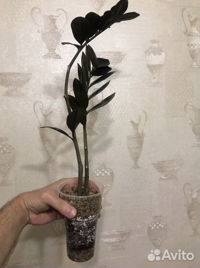 Замиокулькас черный равен