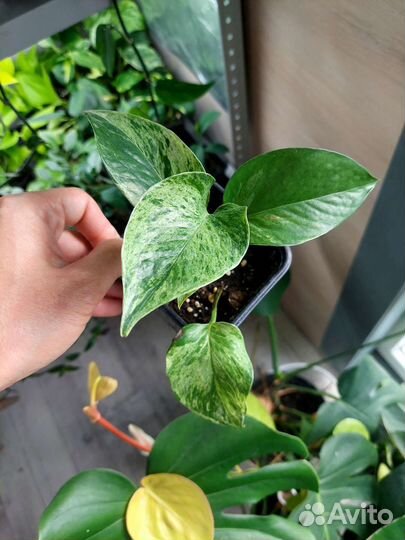 Комнатные растения