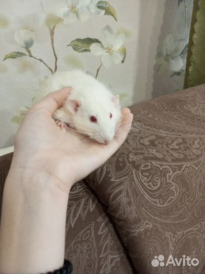 Крыса с клеткой