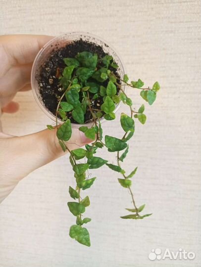 Растения для террариума. Фикусы, орхидеи