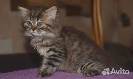 Котята