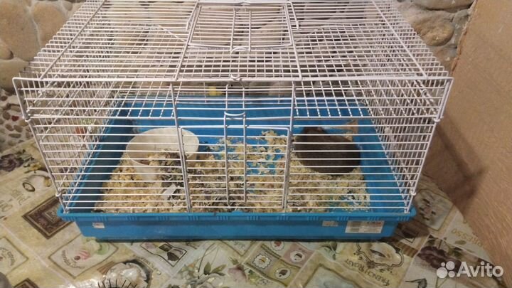 Крыса с клеткой