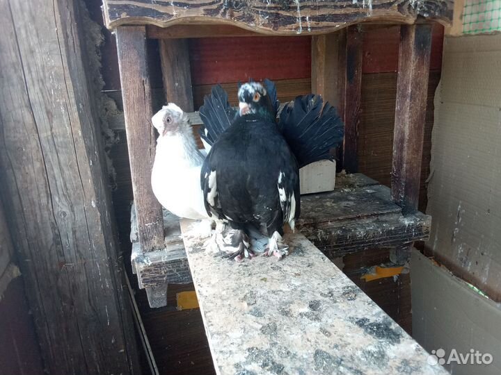 Голуби статные