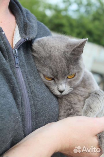 Русская голубая