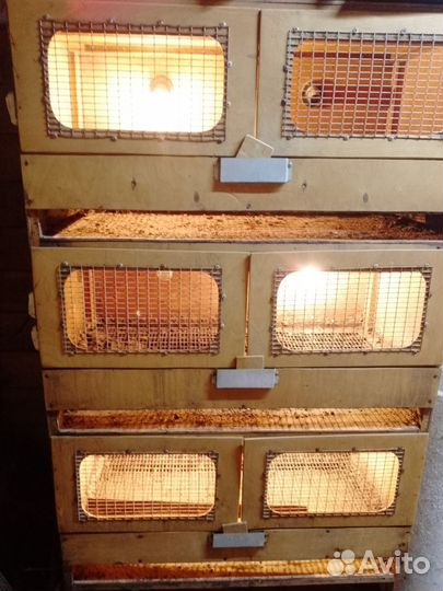 Клетка для кур, брудер для птенцов
