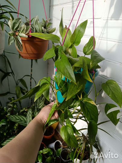 Эпипренум пинатум еллоу