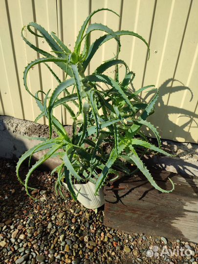 Алоэ столетник