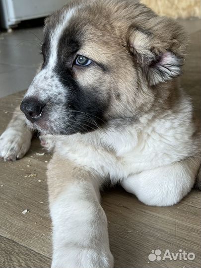 Среднеазиатская овчарка алабай щенки