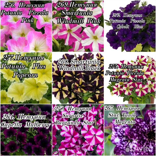 Вегетативная петуния