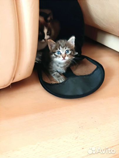 Котенок мальчик