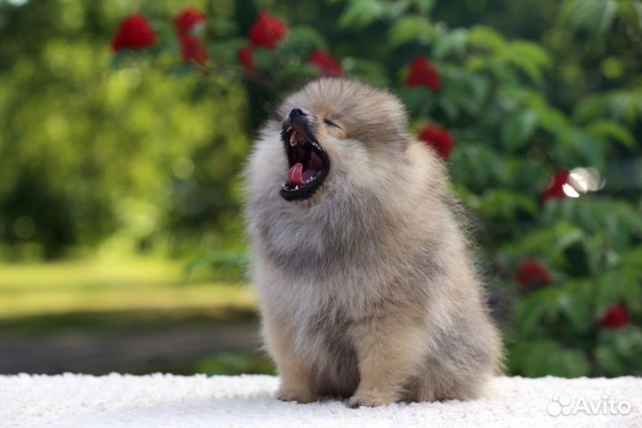 Щенки шпица