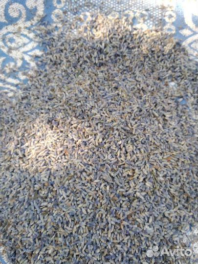 Лаванда сухая 2023