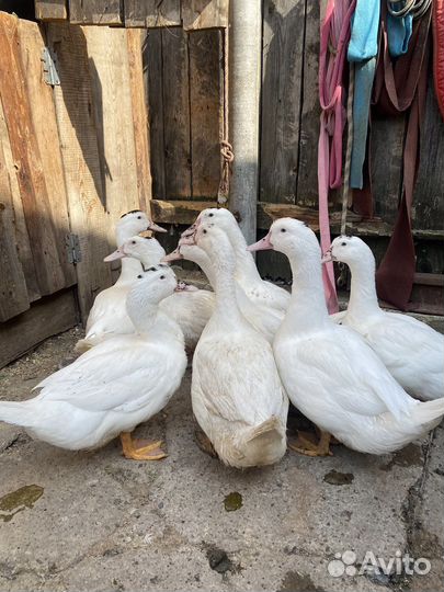 Утки муларды