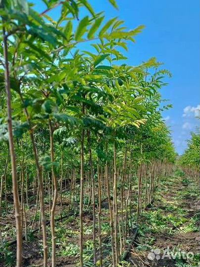 Декоративно- лиственные саженцы