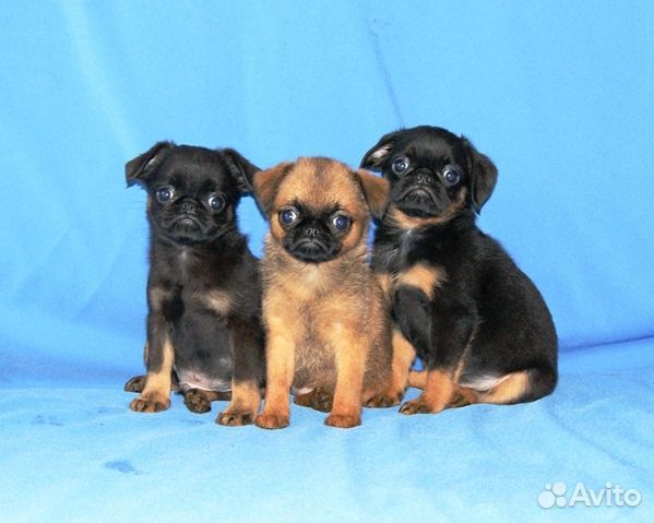 Щенки пти брабансона