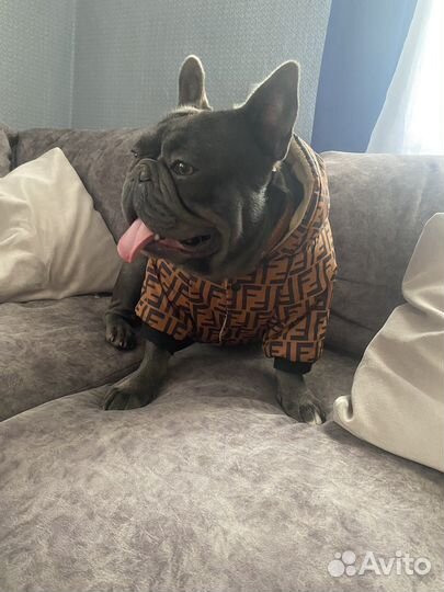 Французский бульдог голубой вязка