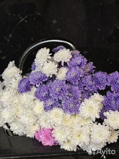 Хризантема кустовая