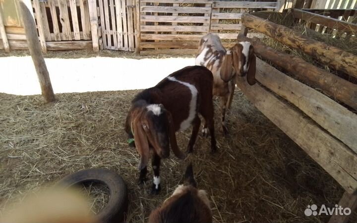 Нубийские козы