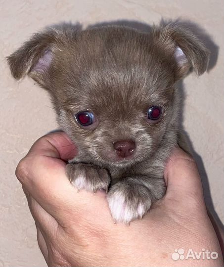 Щенки чихуахуа мини девочки
