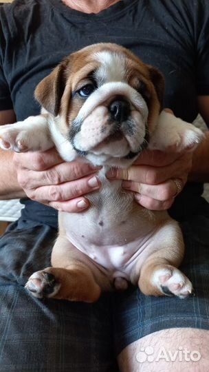 Английский бульдог девочка шоу формата