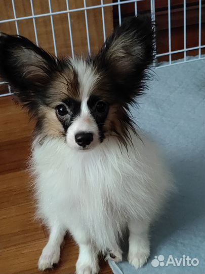 Папийона щенки