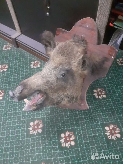 Чучело головы кабана на стену