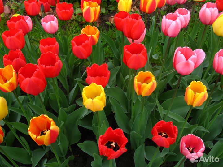 Мелкие луковицы тюльпанов mix