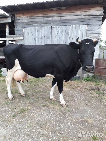 Корова дойная