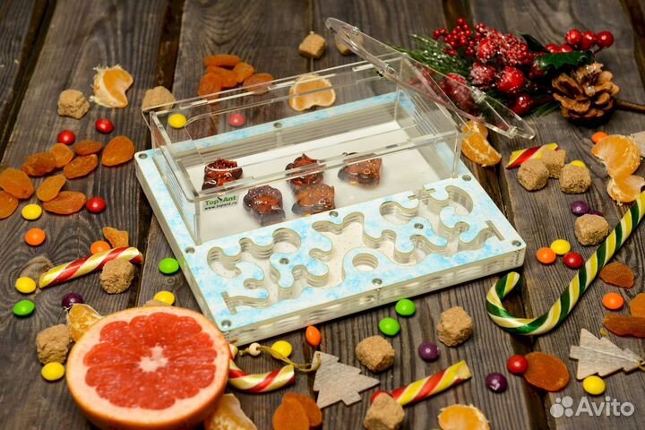 Формикарий / Муравьиная ферма