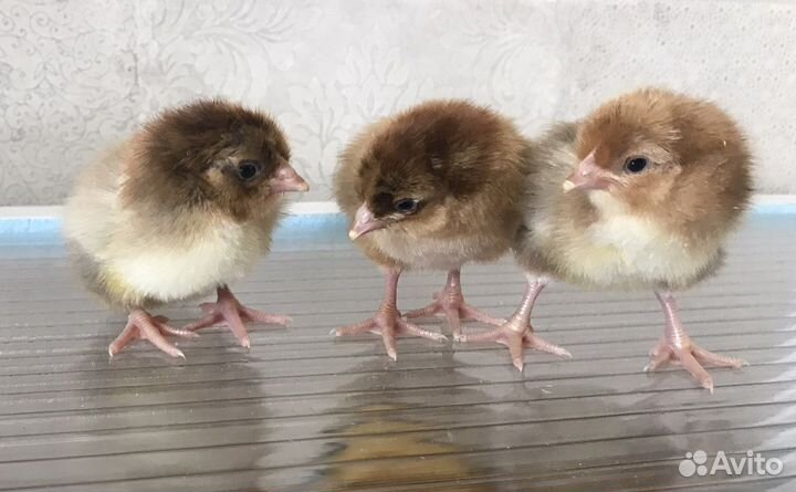 Инкубационное яйцо, Цыплята Кучинской юбилейной
