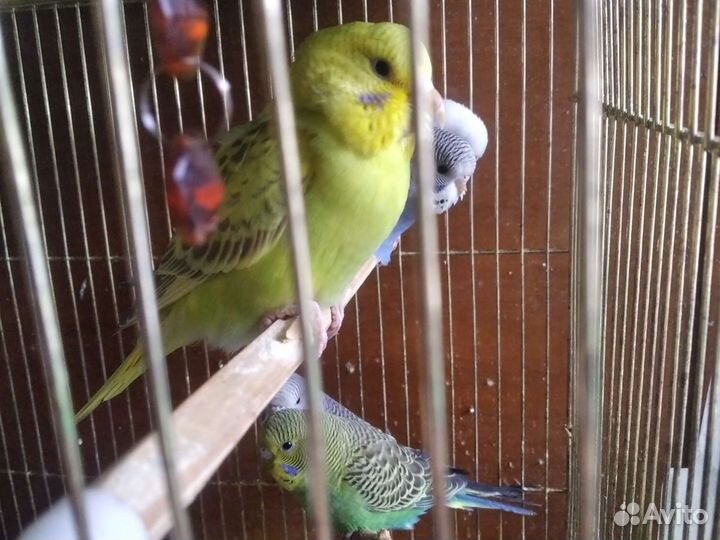 Волнистые попугаи от 1 месяца