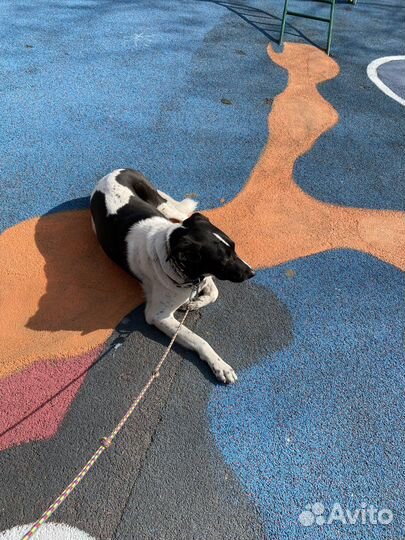 Выгул собак/зооняня