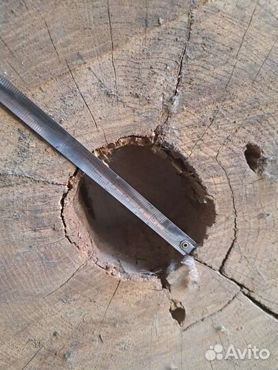 Спил дуба сухой