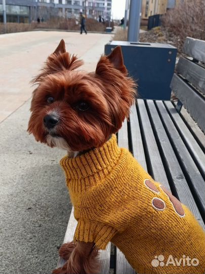 Вязка Ищем девочку йоркширский терьер для случки