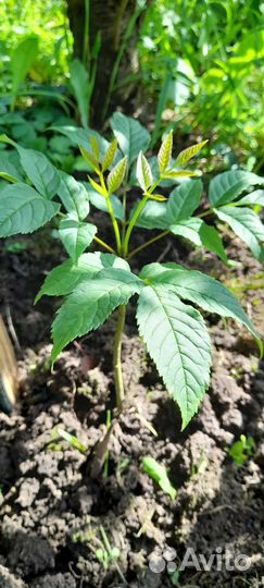 Грецкий орех 4 года, 3хлетка,2хлетка