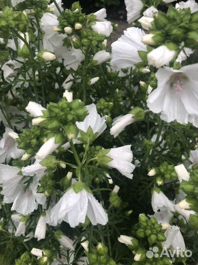 Многолетние цветы