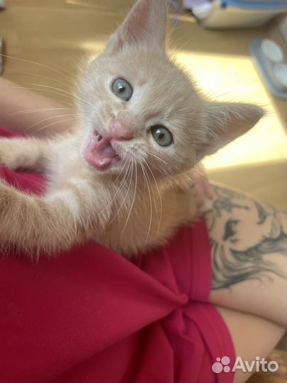 Котенок мальчик бесплатно