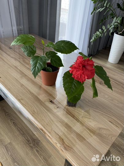 Гибискус китайская роза