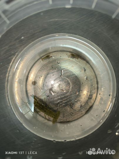 Аквариумные раки