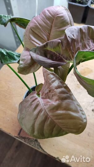 Сингониум три вида