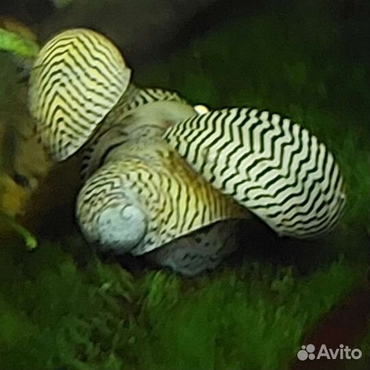 Теодоксусы, дрейссены