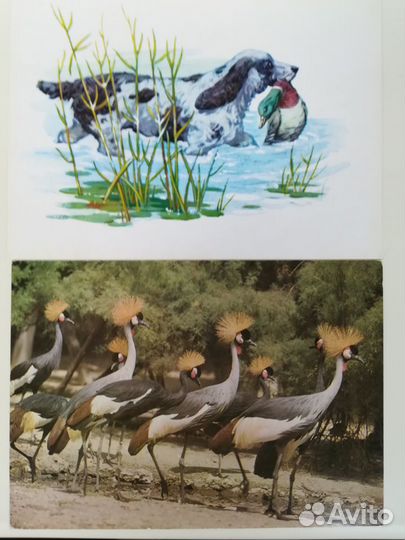 Милиционер открытка 1972 года