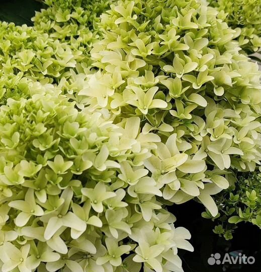 Гортензии метельчатые