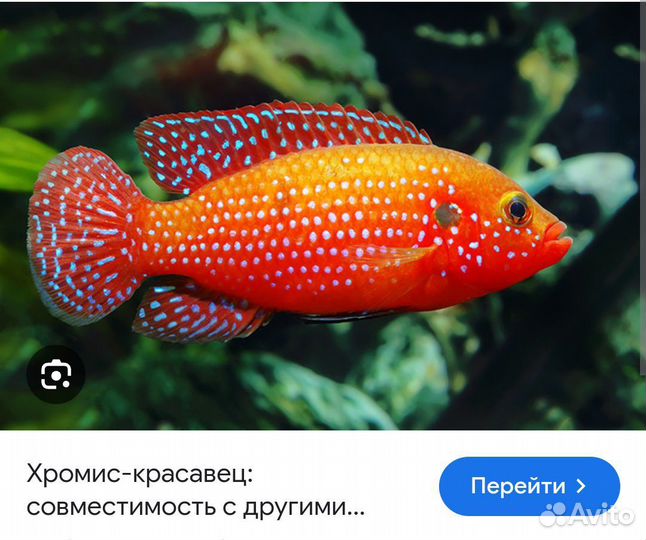 Хромис красавец