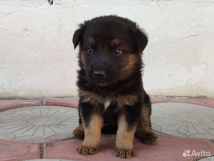 Отдам щенка в добрые руки