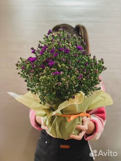 Хризантема для дома