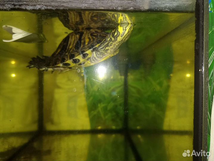 Аквариум с черепахой