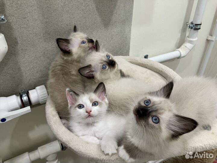 Котята рэгдолл