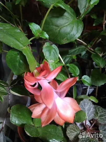 Декабрист шлюмбергера, рипсалидопсис