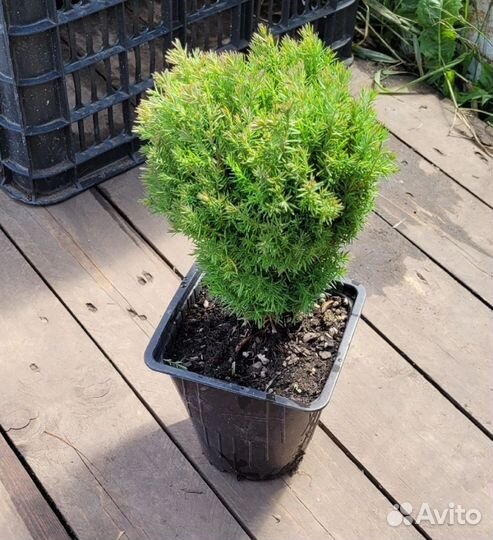 Саженцы хвойных, декоративных кустарников